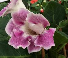 Flower Pink Pints