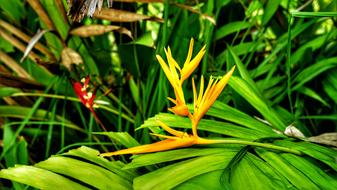 Bird Of Paradise Flower Tropical
