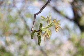 branch with a sprout in the forest