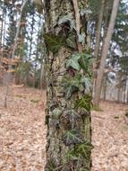 Tree Wood Nature