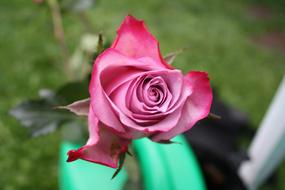 rosebud open outside