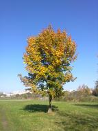 Tree Sky Autumn