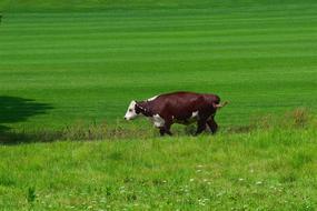 Cow Animal Cute