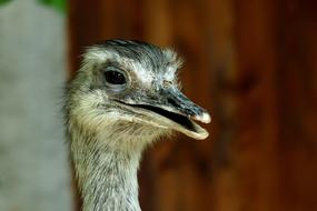 Animal World Portrait