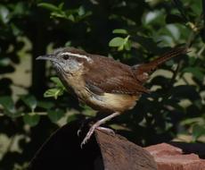 Wildlife Bird Nature