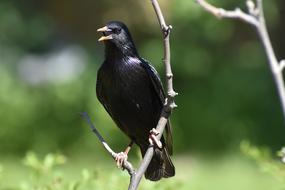 Bird Wildlife Nature