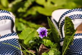 flower shoe grass