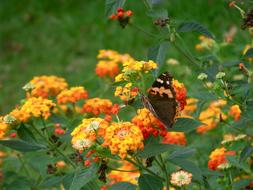 Natural Butterfly Flowers