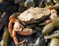 Crab Shellfish Crustacean