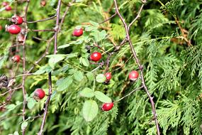 Rose Hip Bush Red Autumn