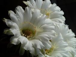 bouquet white is beautiful.