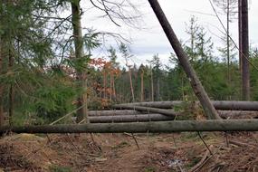 Obstacle Tree Nature