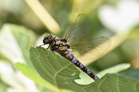 Dragonfly Animal Insect