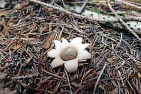 mushroom in dry grass in the forest