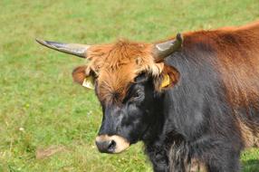 Aurochs Animal Horns