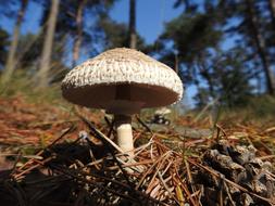 Mushroom Nature Autumn
