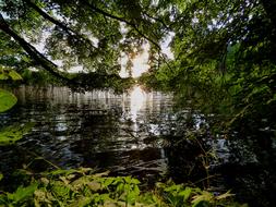 lake in the woods