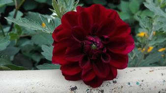Flowers Nature