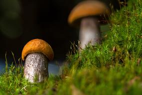 mushrooms little moss green