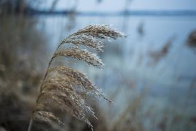 Nature Waters Grass