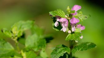 Meadow Flowers Herb