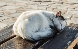 Cat Young Sleeping