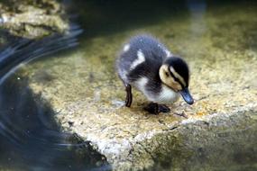 Duckling Mallard Anas