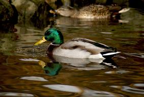 Duck Crossword Wild Ducks Mallard