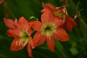 Beautiful gorgeous flowers