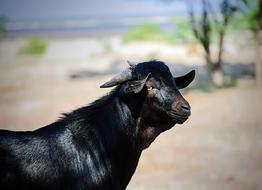 Goat Animal