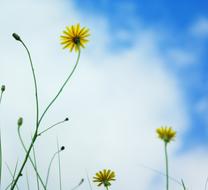 Wild Flowers Dawlish Warren Yellow