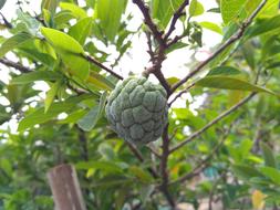 unusual green fruit
