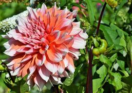 the flower is an unusual green