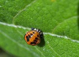 Larvae Ladybird Insect