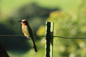 White Fronted Bee Eater Bird South