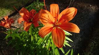 Lily Orange Flower