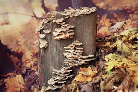 Fall Nature Wood