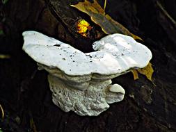 porcini on a tree in the forest