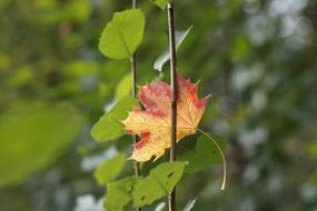Leaf Nature Flora