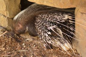 prickly animal hiding