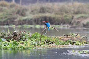 Bird Blue Fly