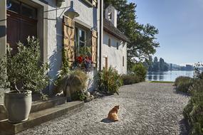 Architecture House and Cat on street