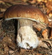 brown fungus in wood