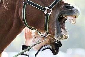 Horse Laughter Head