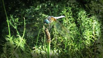 Dragonfly Dragon Fly