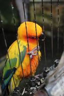 Bird Outdoors Animal