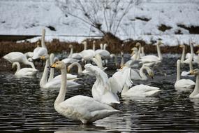 a flock of white swans on a winter background