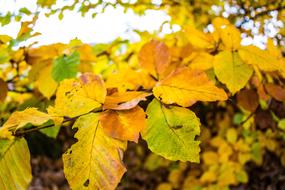 leaves fall forest meadows