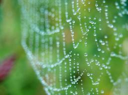 Cobweb Morgentau Web