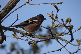 Bird Nature Little